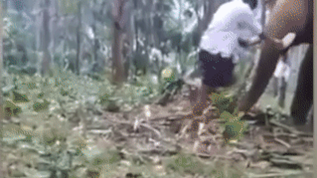 Слон отбросил мужчину gif