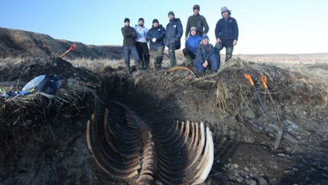 Скелет вымершей морской коровы Стеллера обнаружен в Командорском заповеднике на Камчатке. 16 ноября 2017 Скелет вымершей морской коровы Стеллера обнаружен в Командорском заповеднике на Камчатке. 16 ноября 2017