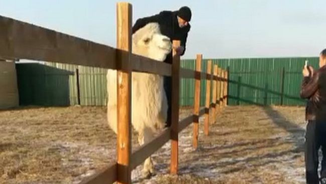 Двое посетителей напали на животных в зоопарке Чудесный в Приморье Двое посетителей напали на животных в зоопарке Чудесный в Приморье