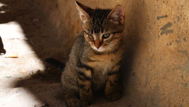 Котенок на улице