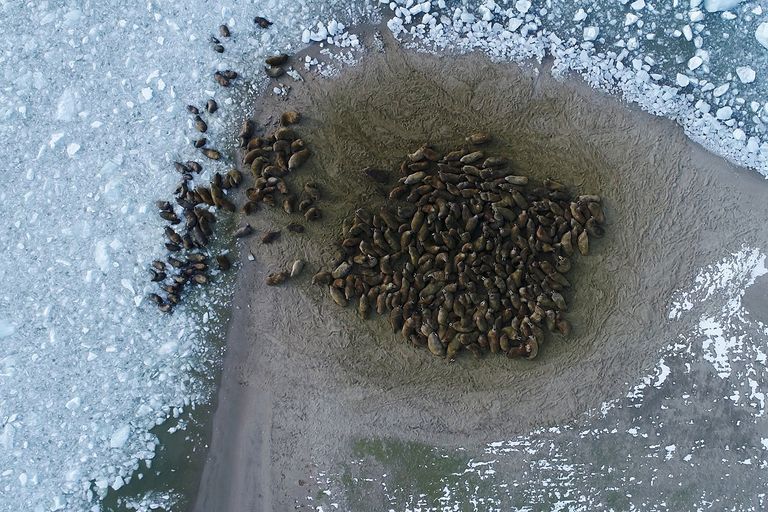 Летом и осенью моржи собираются на береговых лежбищах, а зимой и весной живут на льдах, где самки приносят потомство. Летом и осенью моржи собираются на береговых лежбищах, а зимой и весной живут на льдах, где самки приносят потомство.
