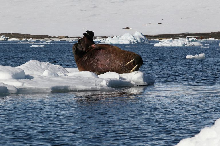 Неповоротливые на суше, моржи очень подвижны в воде. Ласты моржей очень гибкие и напоминают руки с пятью пальцами. Когтями задних ласт морж может почесать шею. Неповоротливые на суше, моржи очень подвижны в воде. Ласты моржей очень гибкие и напоминают руки с пятью пальцами. Когтями задних ласт морж может почесать шею.