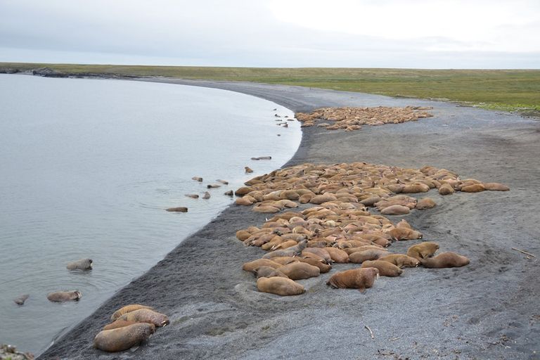 Большую часть времени моржи проводят на берегу. Под водой они могут находится до 30 минут, прежде чем им понадобится вдохнуть. На суше моржи стараются держаться большими группами – от 10 до нескольких тысяч особей. Большую часть времени моржи проводят на берегу. Под водой они могут находится до 30 минут, прежде чем им понадобится вдохнуть. На суше моржи стараются держаться большими группами – от 10 до нескольких тысяч особей.