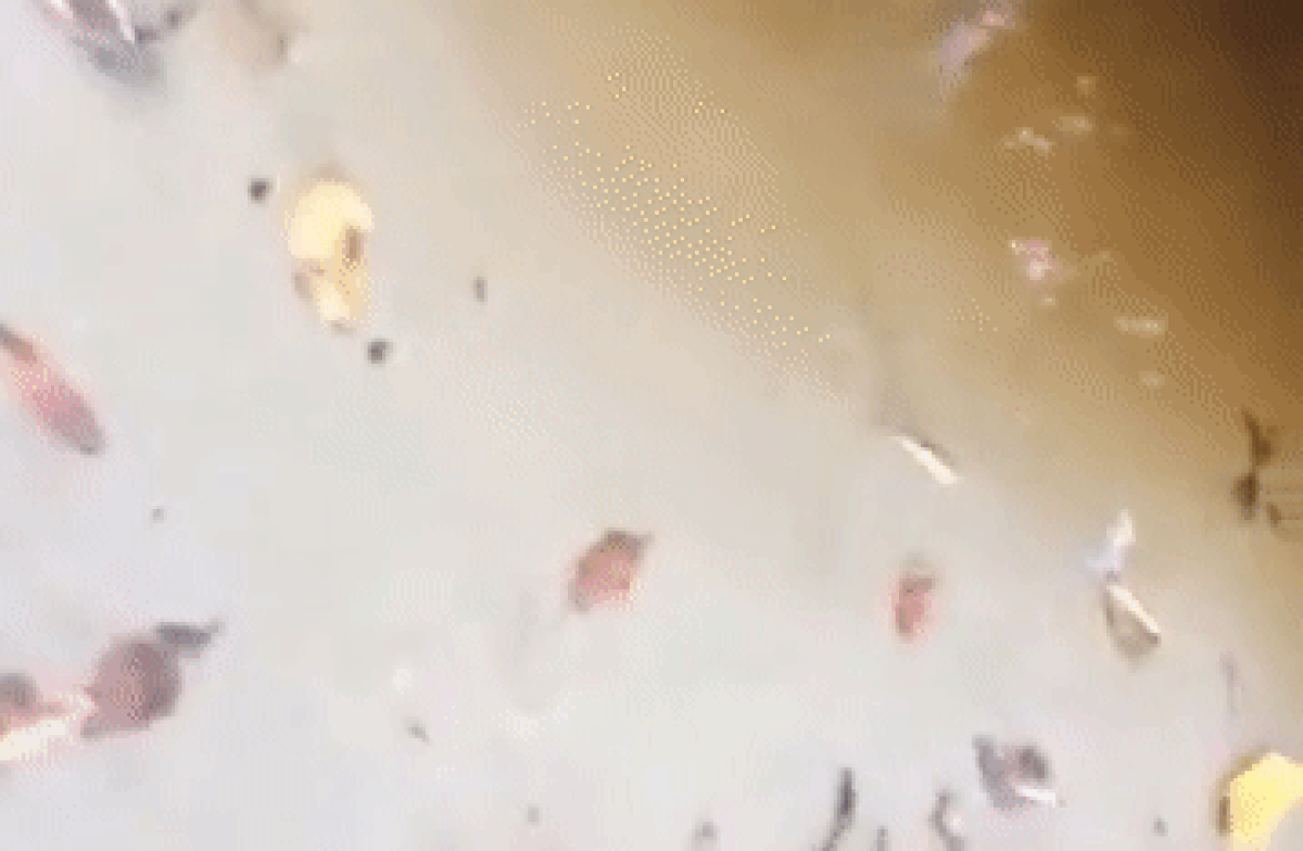 В Австралии сняли на видео нападение крокодила на туристку В Австралии сняли на видео нападение крокодила на туристку