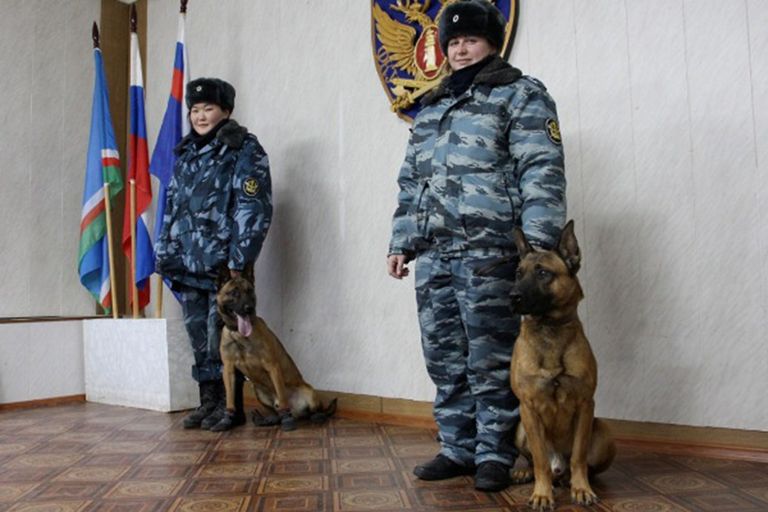 На службу в кинологическое подразделение УФСИН поступили бельгийские овчарки Малинуа, выведенные в Южной Корее путем клонирования 