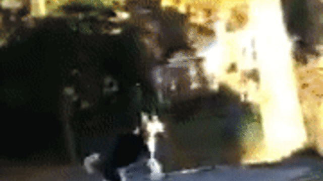 Пса застукали Gif Пса застукали Gif