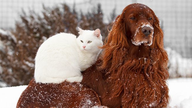 Собака и кошка Собака и кошка