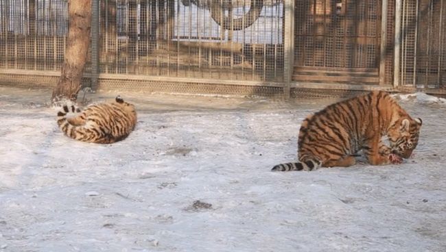 Тигрята в зоопарке Барнаула. Скриншот с видео Тигрята в зоопарке Барнаула. Скриншот с видео