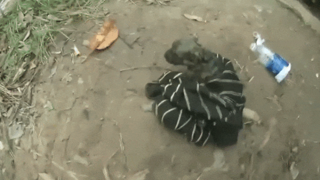 Спасение щенка gif Спасение щенка gif