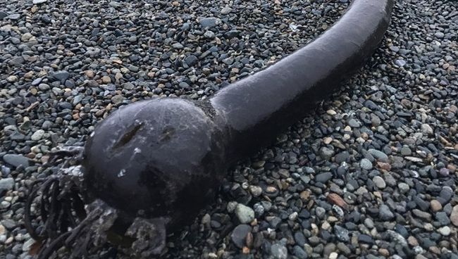 Водоросль нереоцистис Лютке (Nereocystis luetkeana) на берегу мыса Чаплина. 1 декабря 2017 Водоросль нереоцистис Лютке (Nereocystis luetkeana) на берегу мыса Чаплина. 1 декабря 2017