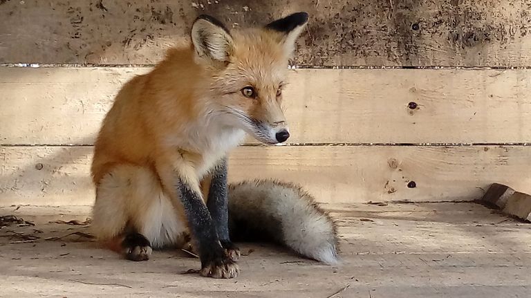 Сейчас у лисицы новая жизнь, к которой ей нужно будет привыкнуть Сейчас у лисицы новая жизнь, к которой ей нужно будет привыкнуть