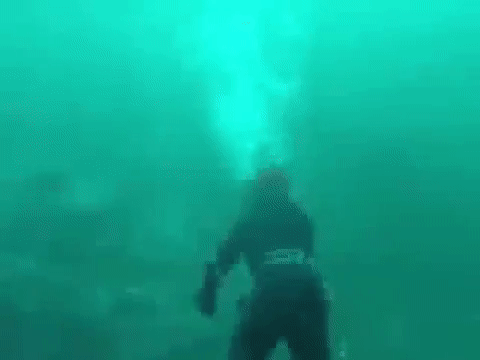 Дайверы сняли на видео неудавшееся нападение большой белой акулы Дайверы сняли на видео неудавшееся нападение большой белой акулы