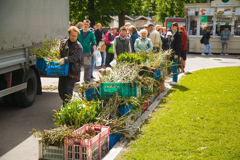 Цветы, которые раздает парк, можно посадить на дачном участке. Цветы, которые раздает парк, можно посадить на дачном участке.