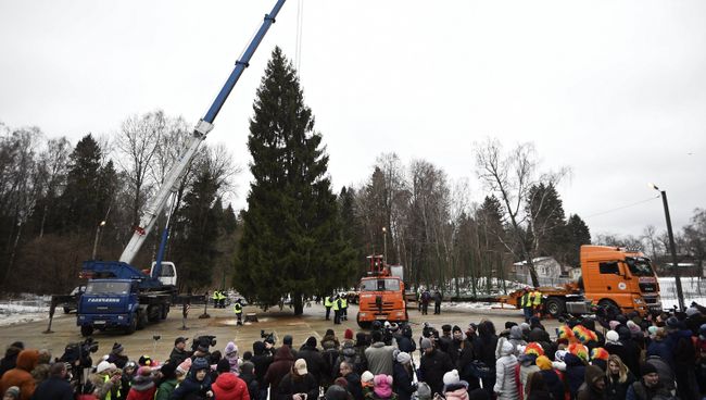 Рубка главной новогодней елки России Рубка главной новогодней елки России