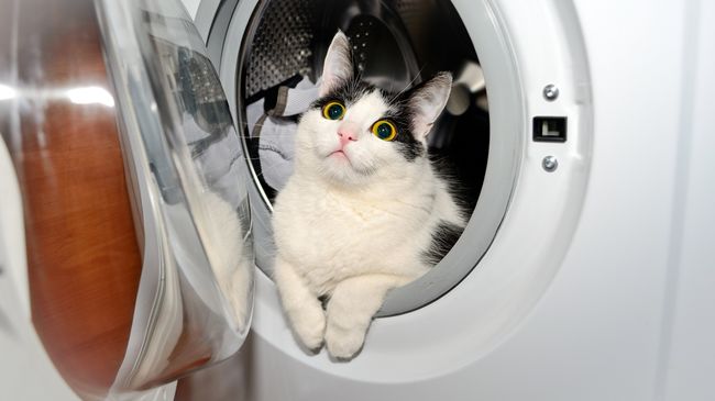 Кот в стиральной машине Кот в стиральной машине