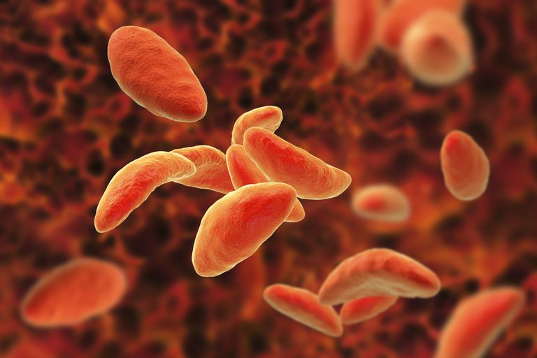Паразиты Toxoplasma gondii размножаются в организме кошек