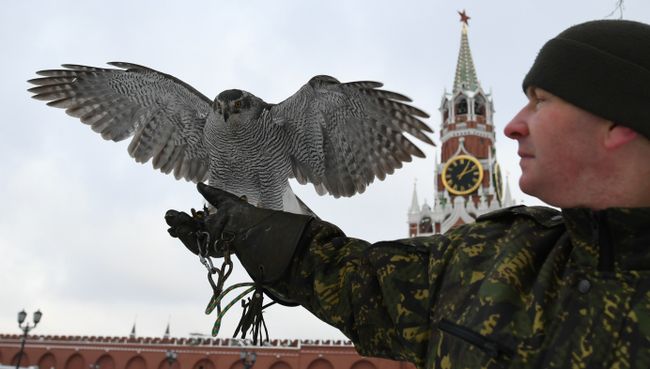 Ястреб Соколиной службы комендатуры Московского Кремля Ястреб Соколиной службы комендатуры Московского Кремля
