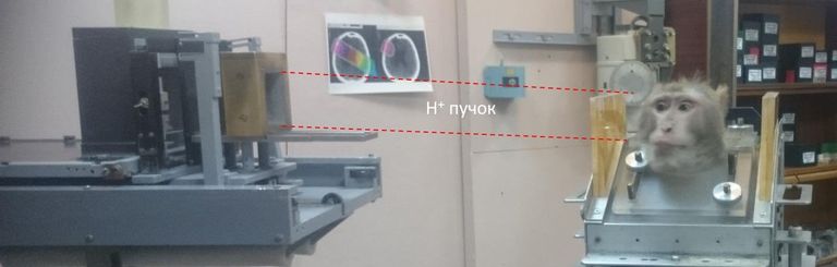 Макака резуса готовят для эксперимента на ускорителе