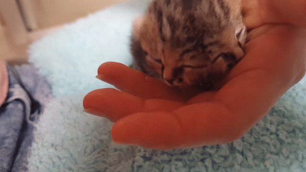 Котенок с двумя мордочками Котенок с двумя мордочками