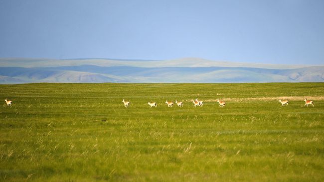 Даурскому заповеднику в Забайкалье исполнилось 30 лет
