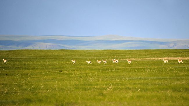 Даурскому заповеднику в Забайкалье исполнилось 30 лет