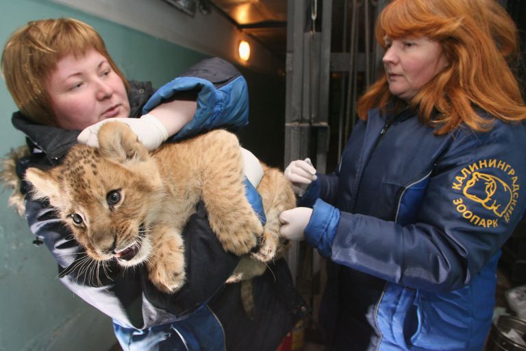Четыре львенка родились в Калининградском зоопарке. 25 марта 2009 Четыре львенка родились в Калининградском зоопарке. 25 марта 2009