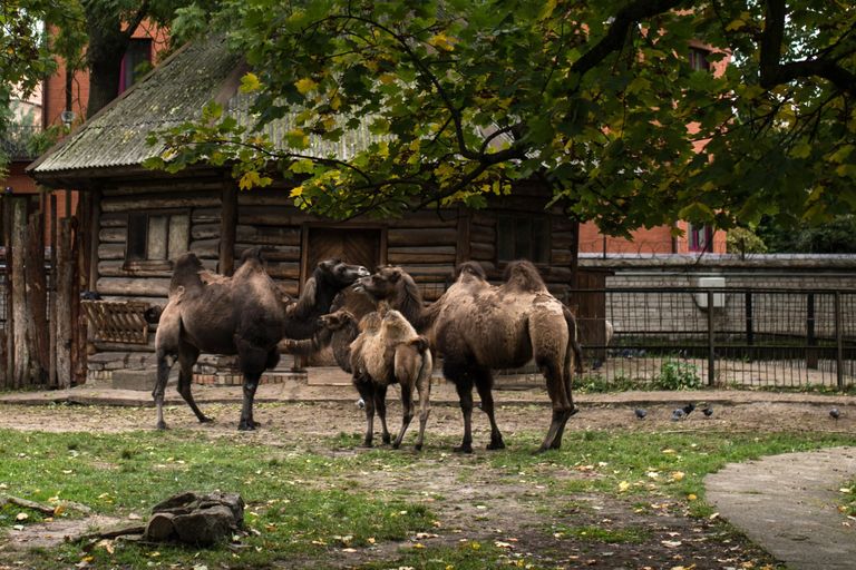 Двугорбые верблюды в Калининградском зоопарке Двугорбые верблюды в Калининградском зоопарке