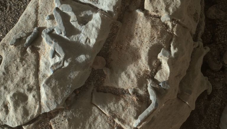 Окаменелости, найденные на Марсе Окаменелости, найденные на Марсе