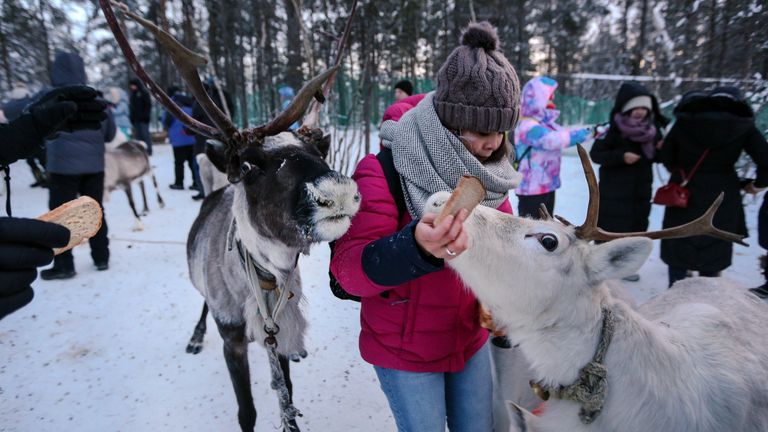 Китайские туристы с оленями в саамской деревне Самь-Сыйт в поселке Ловозеро Мурманской области