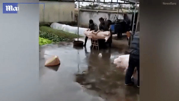 В Китае свинья напала на мясников, спасая собрата В Китае свинья напала на мясников, спасая собрата