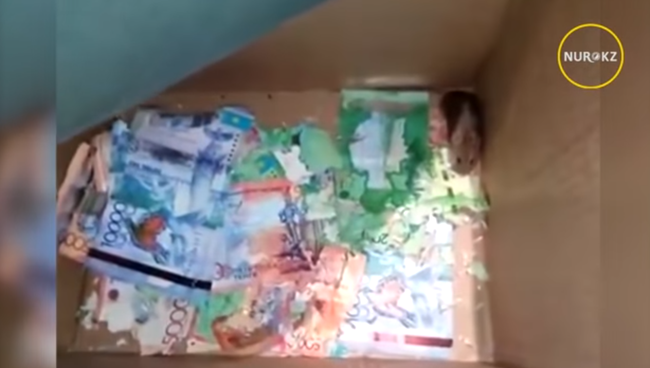 В Казахстане мыши погрызли деньги в банкомате В Казахстане мыши погрызли деньги в банкомате