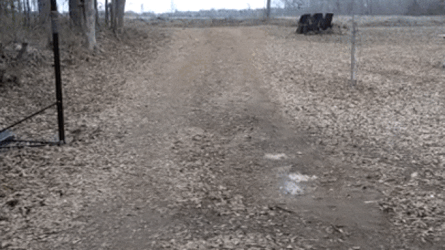 Петух встречает девочку gif Петух встречает девочку gif