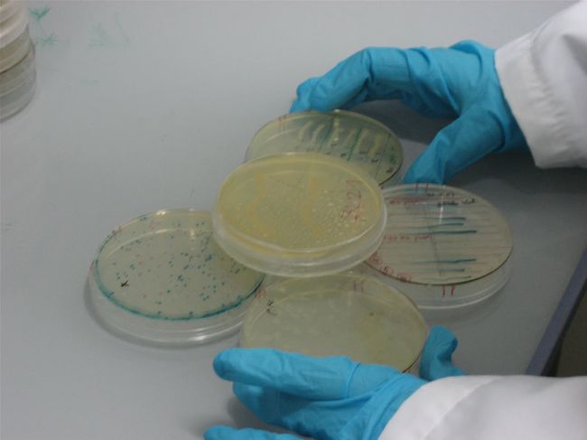 Число заболевших гриппом A/H1N1 в Австралии возросло до 20 человек Число заболевших гриппом A/H1N1 в Австралии возросло до 20 человек