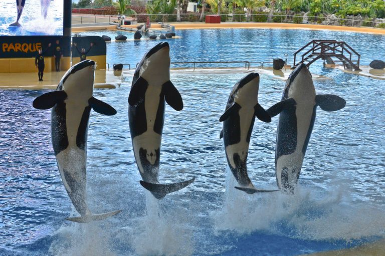Шоу косаток в океанариуме Лоро парка (Loro Parque) на испанском острове Тенерифе Шоу косаток в океанариуме Лоро парка (Loro Parque) на испанском острове Тенерифе