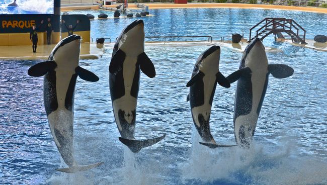 Шоу косаток в океанариуме Лоро парка (Loro Parque) на испанском острове Тенерифе Шоу косаток в океанариуме Лоро парка (Loro Parque) на испанском острове Тенерифе