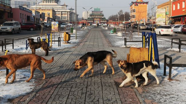 Бродячие собаки Бродячие собаки