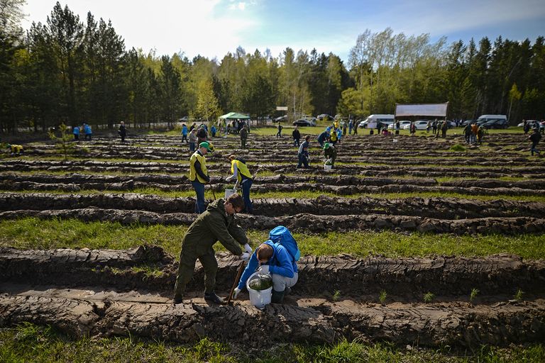 Волонтеры сажают саженцы хвойных пород деревьев в рамках акции Всероссийский день посадки леса на территории Кудряшовского лесничества в Новосибирской области Волонтеры сажают саженцы хвойных пород деревьев в рамках акции Всероссийский день посадки леса на территории Кудряшовского лесничества в Новосибирской области