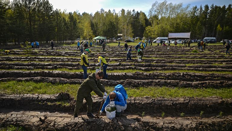 Волонтеры сажают саженцы хвойных пород деревьев в рамках акции Всероссийский день посадки леса на территории Кудряшовского лесничества в Новосибирской области Волонтеры сажают саженцы хвойных пород деревьев в рамках акции Всероссийский день посадки леса на территории Кудряшовского лесничества в Новосибирской области