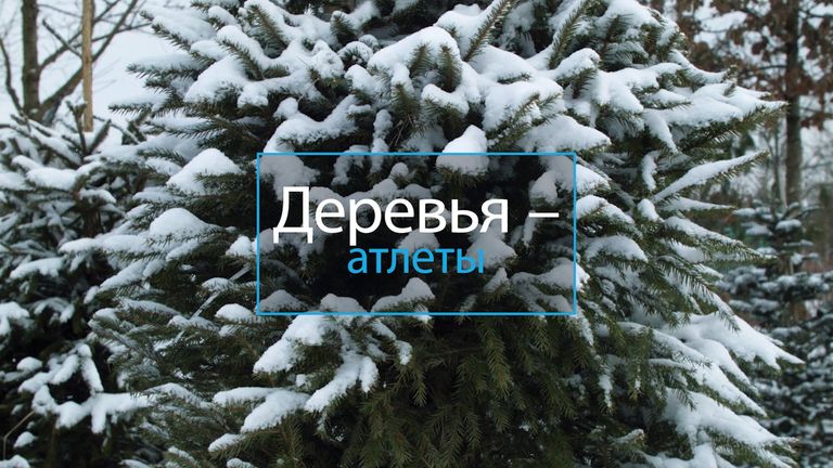 Деревья-Атлеты Деревья-Атлеты