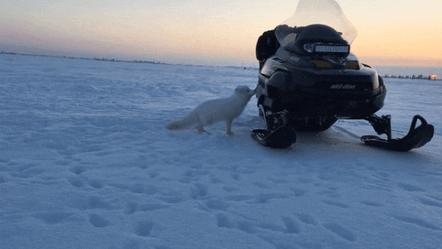 Возвращение песца gif Возвращение песца gif