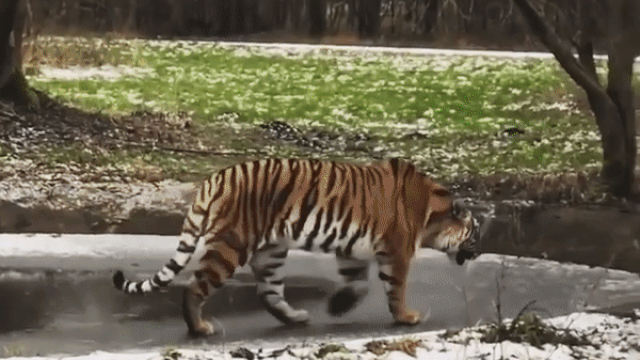 Тигрица на льду Gif Тигрица на льду Gif