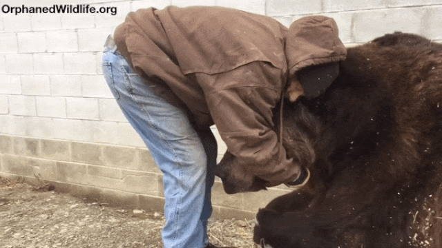 Мужчина обнимает медведя gif Мужчина обнимает медведя gif