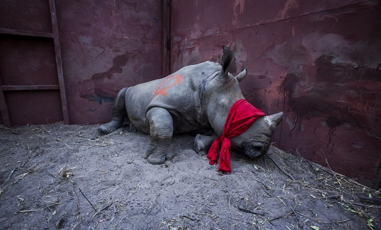 Работа фотографа Neil Aldridge - финалиста конкурса 2018 Sony World Photography Awards Работа фотографа Neil Aldridge - финалиста конкурса 2018 Sony World Photography Awards