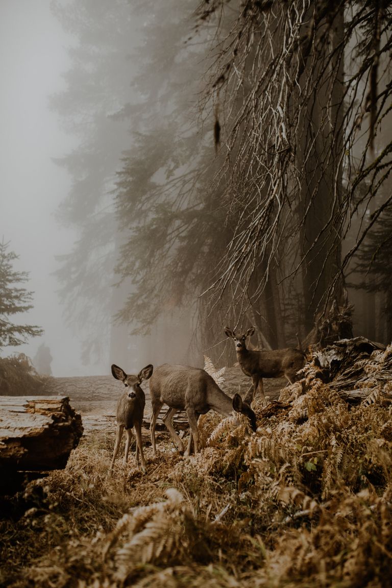 Работа фотографа Justyna Zduńczyk - финалиста конкурса 2018 Sony World Photography Awards Работа фотографа Justyna Zduńczyk - финалиста конкурса 2018 Sony World Photography Awards