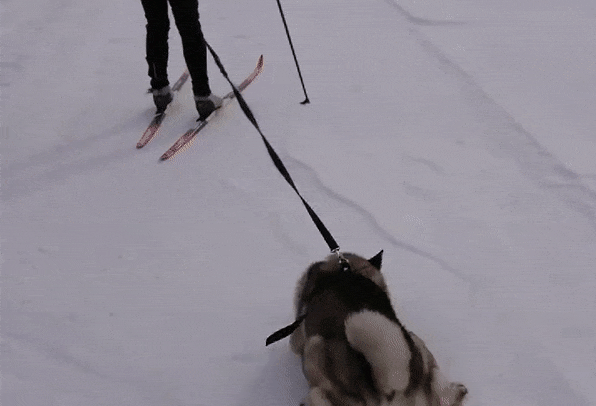 Собака на спине gif Собака на спине gif