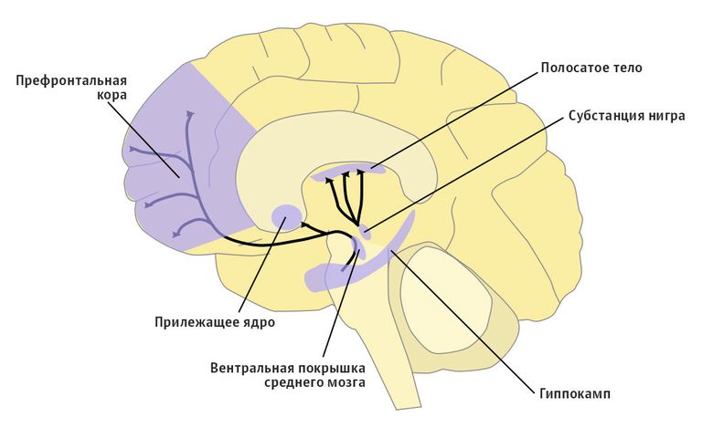 Дофаминовая система мозга Дофаминовая система мозга