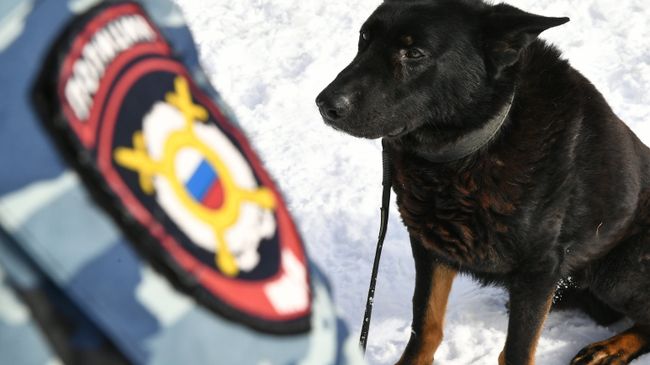 Служебная собака во время занятий в Центре кинологической службы МВД в Москве
