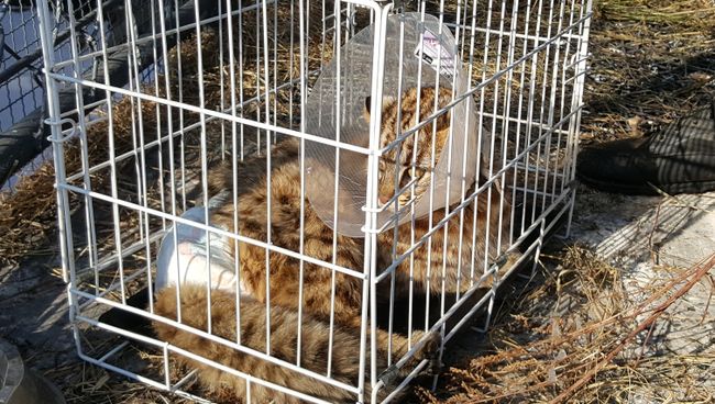 Дальневосточныйо лесной кот, найденный 14 февраля около дороги в районе поселка Новая Москва в Приморском крае. Архивное фото