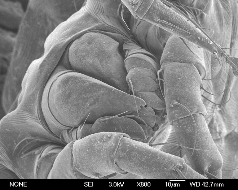 Микрофотография клеща Dermatophagoides farina