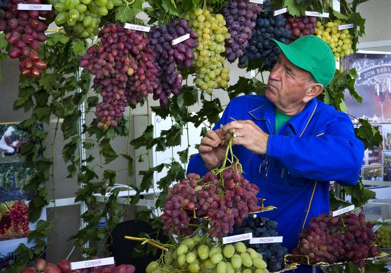 Фестиваль Золотая гроздь винограда в Крыму